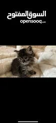  6 قط صغير شيرازي
