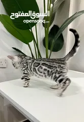  5 Exotic Silver bengal in super rare and unique color, vaccinated with book and box included- 2 month