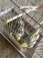  7 جوز كوكتيل بايد للبيع