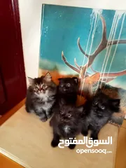  3 Britch/Scottch cat.. 2 months old
