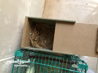  8 جوزين طيور حب مع قفص قابل لا التقسيم و كوخين