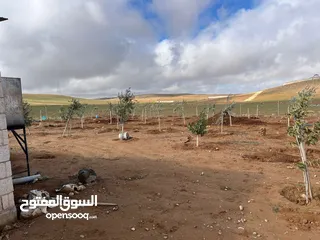  2 مزرعه زيتون منطقه قعفور