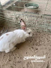  15 Friendly Rabbits