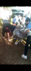  16 لحام متنقل ذبح أضاحي خاروف عجل بلدي جمل غنم بلدي روماني برزيلي كولمبي اسباني خروف بلدي جزار متنقل
