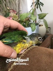  2 فراخ جرين شيك اليفه اقرأ تفاصيل زق يدوي اليفات تركواز  واناناس  ونورمال محجلات من انتاجي