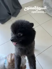  3 Beautiful Black Pomeranin (Teddy Face)