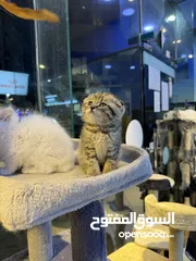  17 Himalayan Scottish fold Persian available in our store delivery all over uae