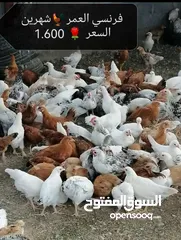  13 فقاسه البلده للبيع دجاج وبيض فرنسي بلونين الأحمر والأبيض