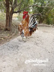  1 ديج عربي نقي 100%100ولجنايه يعرفونه عرف افرك