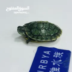  2 عروض نار سلاحف النينجا (ninja turtle)