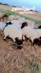  5 عبر للبيع مضحيات عدد 20