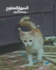  2 قط للبيع ب20 ريال