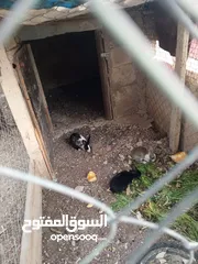  2 3 ارانب للبيع ذكر وانثايتين