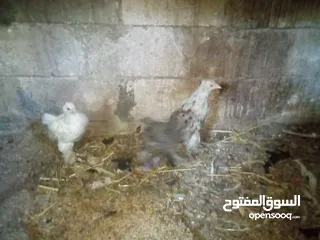  2 جاج للبيع براهما باكستاني بلدي لوهمان اربد