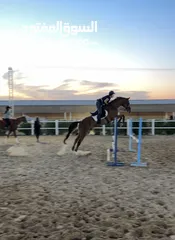  1 Jumping horse. Gelding