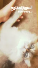  1 قط شانشيلا ذكر معقم للبيع ......قط للبيع