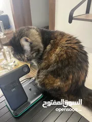  1 Mixed local/Persian cat for adoption  قطة مزيج بين بلدي و شيرازي للتبني