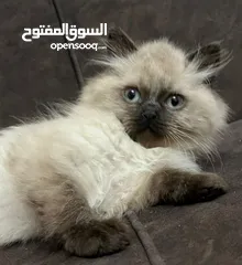  16 بريتش ريد اطراف قصيره لون اشقر شعر طويل وهمالايا تشوكلت بلو بوينت شعر طويل العمر شهرين ونص