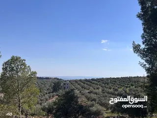  3 فرصة العمر مزرعة زيتون راقية  طريق اربد عمان كافه الخدمات 17 دونم و نص منتجه