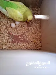  4 عصافير بادجي للبيع  بادجي 2 حبات او بيضة 2 حبات او قفص