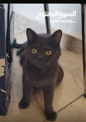  3 قطة  سكوتش فولد