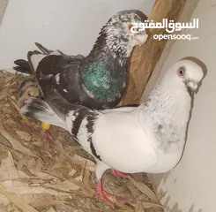  9 حمام جواز بصلات على نبي الحبه ب دينارين واغلبو تحتيو فراخ وبيض