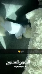  11 كلب  فرنش تيرير