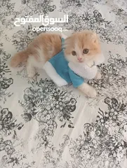  2 Pure Scottish Fold Longhair Kitten