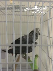  4 African grey parrot (1 - 2) year old معا كل اغراضه