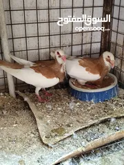  6 جوزين سكندراني شغالات ومكفولات