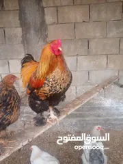  1 دجاج للبيع