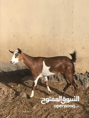  1 للبيع شاه صلاله