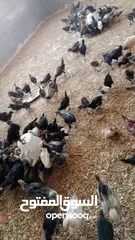  4 صيصان بلدي عمر شهر ونص