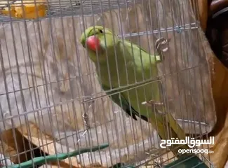  3 ببغاء دره مطوق