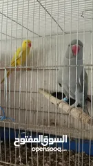  3 متاح جواز دره لتينو وسكني بسعر مغري