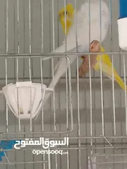  3 عصافير للبيع ما شاء الله الله يبارك لصاحب النصيب ويطرحله البركه يارب فيهم يارب