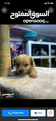  7 Pure Mini Golden Retriever Puppy for Sale – 2 Months Old (Male)  بيور كلب ميني جولدن ريتريفر للبيع