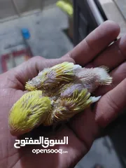  23 فراخ روز طفرات مميزة للزق اليدوي أقرا التفاصيل/ كوكتيل حب جرين شيك اليف جوز فحل طيرة فرخ هدد زق يدوي