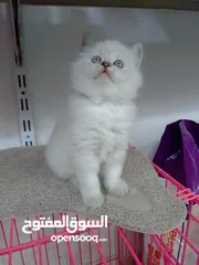  16 قطط  هملاية و شرازي  مستوى علي