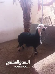  4 جاعده نجديه بيور