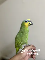  2 بسم الله ما شاء الله التفاصيل بالوصف