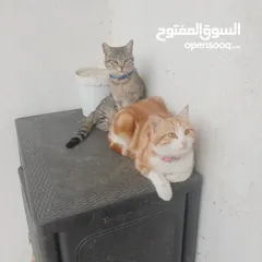  1 قطط منزليه اليفه تعيش في المنزل