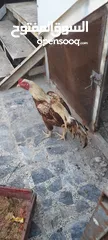  7 دجاج هندي للبيع