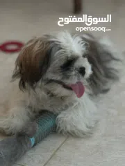  3 ذكر شيتزو عمر سنة تماما للبيع مع كافة اغراضه و بيته مطعم جميع التطعيمات مع دفتر