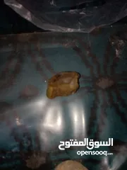  12 عقيق واحجار كريمه