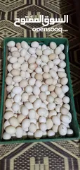  6 يتوفر بيض بلدي مخصب للتفقيس تتوفر كميات تصل إلى 800بيضه يوميا