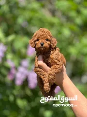  12 toy poodle T_cup now in Jordan  توي بودل تيكب بجميع الأوراق والثبوتيات والجواز والمايكرتشيب