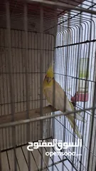  3 انثى كوكتيل وفرخ عمر 6 شهور