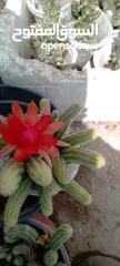  1 صبار زينة مزهر للحدائق المنزليه