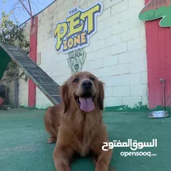  8 خدمه مبيت الكلاب وتدريبها